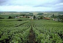 Vino, la Champagne presenta il Rapporto sulla responsabilità sociale della filiera