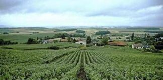 Vino, la Champagne presenta il Rapporto sulla responsabilità sociale della filiera