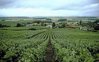 Vino, la Champagne presenta il Rapporto sulla responsabilità sociale della filiera