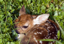 Polizia Provinciale di Vicenza: arrivano i droni contro il bracconaggio e per il soccorso animale polizia provinciale vicenza
