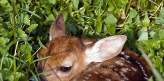 Polizia Provinciale di Vicenza: arrivano i droni contro il bracconaggio e per il soccorso animale polizia provinciale vicenza
