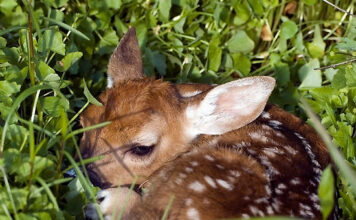 Polizia Provinciale di Vicenza: arrivano i droni contro il bracconaggio e per il soccorso animale polizia provinciale vicenza