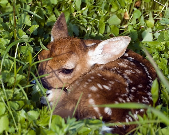 capriolo cucciolo polizia provinciale vicenza