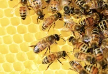 Giornata ecologica regionale: il Veneto sceglie le api come simbolo della biodiversità Giornata ecologica Veneto