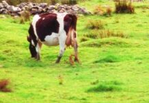 Aviaria, trovati anticorpi in una mucca nei Paesi Bassi: prima volta fuori dagli Usa