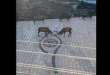 Barrea, cervi combattono in pieno centro: il video diventa virale