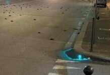 Capodanno, strage di uccelli a Roma ma la foto sui social è un fake
