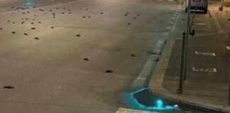 Capodanno, strage di uccelli a Roma ma la foto sui social è un fake