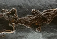 Il ritorno del coccodrillo al Museo Naturalistico Archeologico di Vicenza Coccodrillo del bolga vicenza