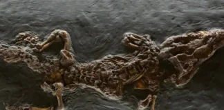 Il ritorno del coccodrillo al Museo Naturalistico Archeologico di Vicenza Coccodrillo del bolga vicenza