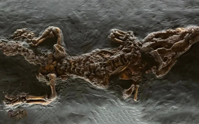 Coccodrillo del bolga vicenza