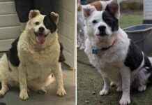 Da 30 a 15 chili in sei mesi, la rinascita di Patch: il cane che ha sconfitto l’obesità