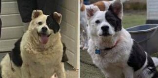 Da 30 a 15 chili in sei mesi, la rinascita di Patch: il cane che ha sconfitto l’obesità