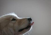 Imparare nuove parole origliando i padroni, ecco i cani con ‘il dono’: lo studio