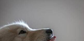 Imparare nuove parole origliando i padroni, ecco i cani con ‘il dono’: lo studio