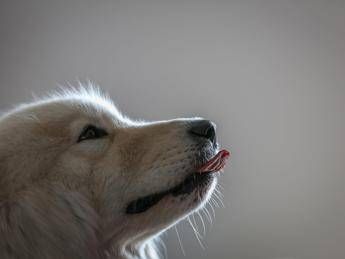 Imparare nuove parole origliando i padroni, ecco i cani con ‘il dono’: lo studio