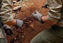 L’antenato dell’uomo camminava 7 milioni di anni fa, la scoperta che sposta i primi passi