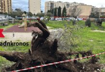 Roma, morte Francesca Ianni travolta da un albero: due indagati a rischio processo