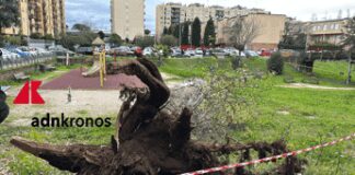 Roma, morte Francesca Ianni travolta da un albero: due indagati a rischio processo