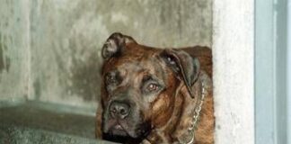 Salerno, bimbo di 13 mesi azzannato dal pitbull in casa