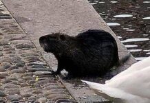 “Sì allo spezzatino con carne di nutria”, la mozione del consigliere veneto