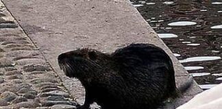 “Sì allo spezzatino con carne di nutria”, la mozione del consigliere veneto