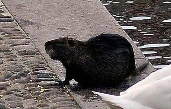 “Sì allo spezzatino con carne di nutria”, la mozione del consigliere veneto