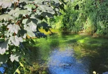 Ipa Risorgive, accordo di collaborazione tra Comune di Vicenza e Università Iuav risorgive