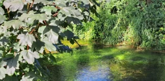 Ipa Risorgive, accordo di collaborazione tra Comune di Vicenza e Università Iuav risorgive