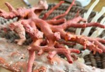 Ambiente, il corallo come ponte tra Italia e Tunisia: a Torre del Greco workshop su filiera