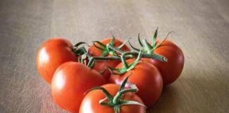 Arrivano i pomodori egiziani, medico-nutrizionista: “Quelli italiani più buoni e sicuri”