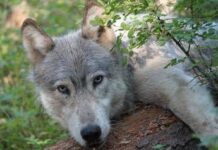 Avvistato branco di lupi a Fregene, chiusa Pineta Monumentale