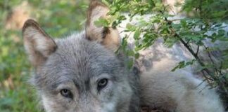 Avvistato branco di lupi a Fregene, chiusa Pineta Monumentale