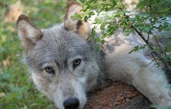 Avvistato branco di lupi a Fregene, chiusa Pineta Monumentale