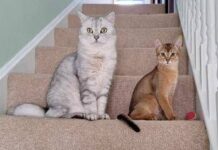 Cancro, la scoperta sui tumori dei gatti: lo studio e le nuove speranze