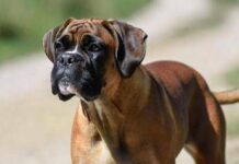 Cani e problemi respiratori, le 12 razze a rischio dal pechinese al boxer