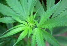 Cannabis, cannabidiolo nuovo alimento: ecco limite provvisorio per assunzione sicura