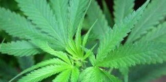 Cannabis, cannabidiolo nuovo alimento: ecco limite provvisorio per assunzione sicura