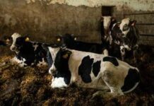 Ecdc-Efsa, ‘superbatteri di origine alimentare problema di salute pubblica’