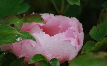 Festa della Mamma: significato, stagionalità e come scegliere il bouquet perfetto Fiori per la Festa della Mamma