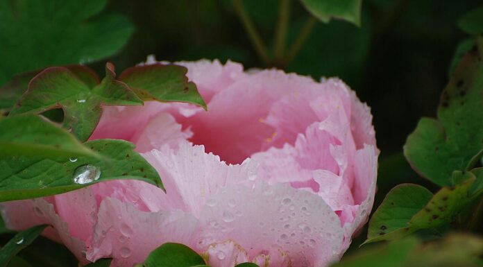 Festa della Mamma: significato, stagionalità e come scegliere il bouquet perfetto Fiori per la Festa della Mamma