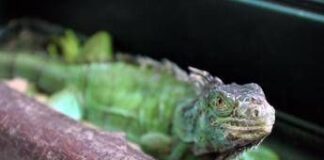 Florida, freddo record: dagli alberi cadono… iguane