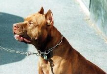 Frosinone, pitbull azzanna bimba di 2 anni e la scaraventa contro un muro