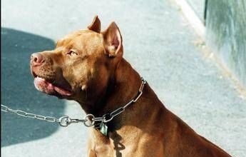 Frosinone, pitbull azzanna bimba di 2 anni e la scaraventa contro un muro