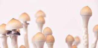 Fungo allucinogeno contro la depressione resistente, trattamento al via in Italia
