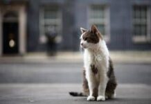 Gatto Larry compie 15 anni di servizio, è Chief Mouser a Downing Street