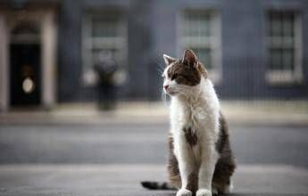 Gatto Larry compie 15 anni di servizio, è Chief Mouser a Downing Street