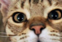 Micio che passione, il 32% degli italiani gioca più di 2 ore a settimana con il proprio gatto