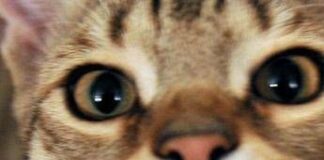 Micio che passione, il 32% degli italiani gioca più di 2 ore a settimana con il proprio gatto