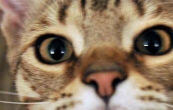 Micio che passione, il 32% degli italiani gioca più di 2 ore a settimana con il proprio gatto